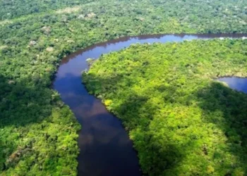 Queda de 32,4% no desmatamento no Brasil em 2024. • Agência Pará