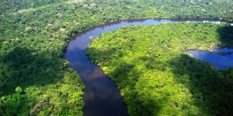 Desmatamento cai 32,4% no Brasil em 2024, mostra estudo