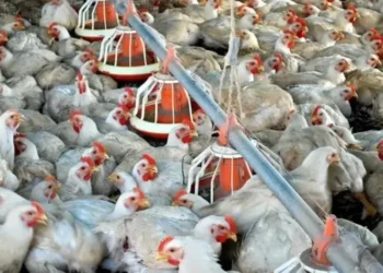 Adapec diz que laudo preliminar de laboratório paulista descartou gripe aviária e que situação está sob controle em Aguiarnópolis