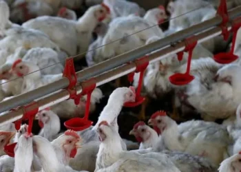 Ao longo de 2025, já são 309 análises feitas a partir de coletas de amostras de animais com suspeitas de doenças — Foto: Globo Rural