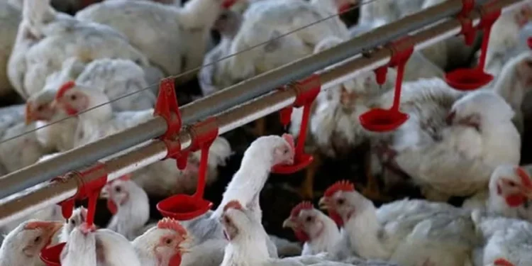 Brasil investigou mais de 2,5 mil casos de doenças respiratórias em aves