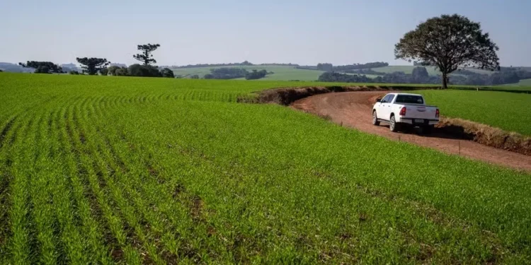 Preço do trigo segue em queda no mercado interno