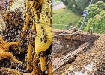Colmeia foi encontrada na Escola de Educação Básica Martinho de Haro, em São Joaquim (SC) — Foto: Mycchel Legnaghi/São Joaquim Online