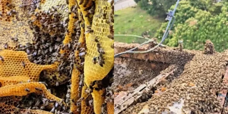 ‘Super colmeia’ com 100 mil abelhas é encontrada em telhado de escola; veja fotos