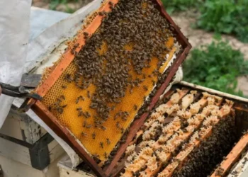 Entenda o que é necessário para se tornar um apicultor — Foto: Canva/Creative Commoms