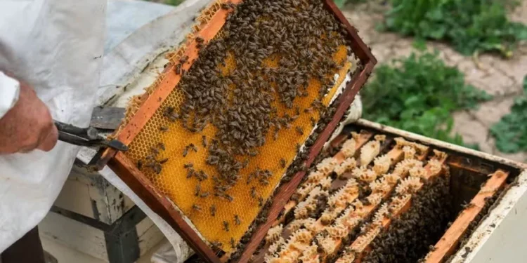 Precisa de faculdade para ser apicultor?