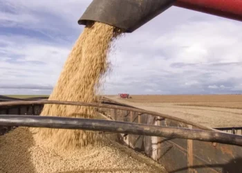 Preço da soja cai no Rio Grande do Sul, apesar de prêmios em alta