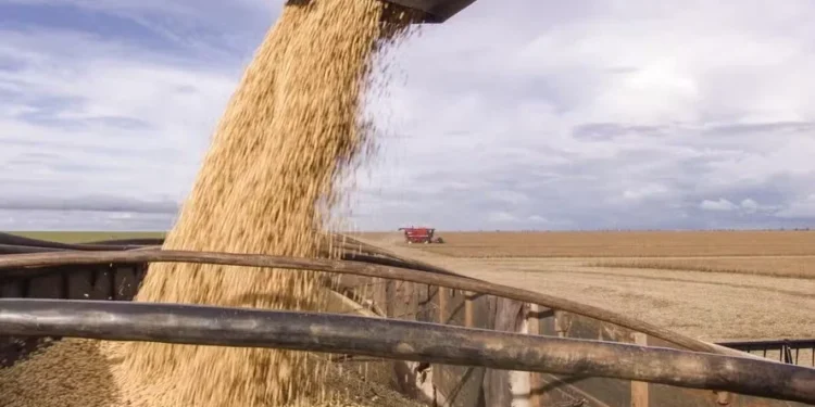 Preço da soja cai no Rio Grande do Sul, apesar de prêmios em alta