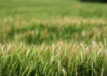Brasil produz 440 mil toneladas de cevada anualmente — Foto: Henry Milleo