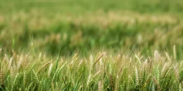 Oportunidades de mercado favorecem produção de cevada no Sul do país