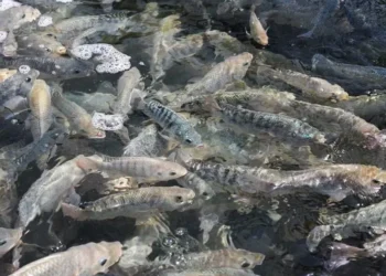 Norma também vai contribuir para aumentar a empatia de produtores e consumidores com os peixes — Foto: Wikimedia Commons