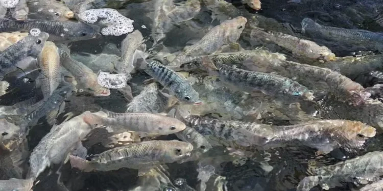 Norma também vai contribuir para aumentar a empatia de produtores e consumidores com os peixes — Foto: Wikimedia Commons