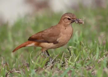 Suspeita está relacionada a uma ave silvestre conhecida popularmente como joão-de-barro — Foto: Pexels