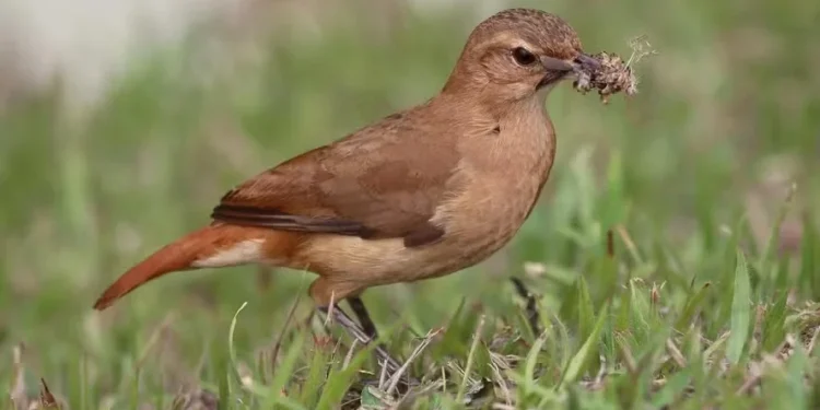 Nova suspeita de gripe aviária em ave silvestre acende alerta; ouça comentário