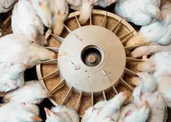 O setor de aves representou 42,7% da produção mundial de rações em 2024 — Foto: Canva/Creative Commons