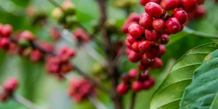 Preços do café caem no Brasil, com destaque para o robusta