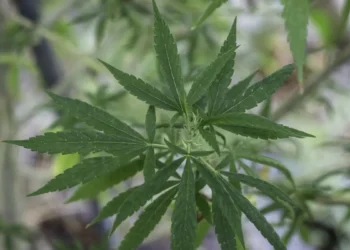 STF já decidiu que comprar, guardar, transportar ou portar maconha para consumo pessoal não é mais crime  • Nathalie Jamois/SOPA Images/LightRocket via Getty Images