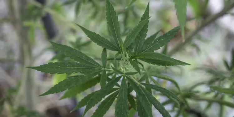 Fumar maconha pode causar doenças cardíacas precoces, diz estudo