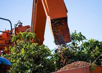 Na medida em que a safra brasileira vai saindo dos campos e chegando ao mercado, os preços do café vão sentindo a pressão de baixa nas bolsas internacionais — Foto: Wenderson Araujo / CNA