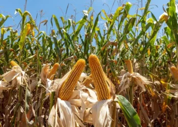 Custo de equalização mais do que dobrou em comparação com o Plano Safra 24/25 — Foto: Mauricio Tonetto / SecomRS