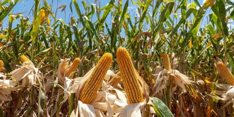 Juro alto e repactuação de dívidas limitam desenho do Plano Safra