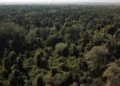 COP30 será palco para Brasil promover minerais raros e captar recursos