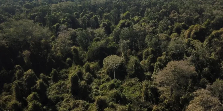 COP30 será palco para Brasil promover minerais raros e captar recursos