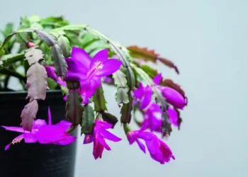 Flor tem esse nome porque floresce em maio — Foto: Getty Images