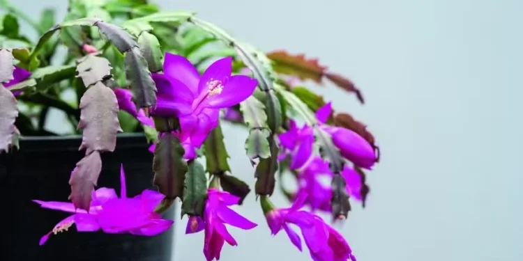 Como plantar flor-de-maio