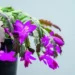 Como plantar flor-de-maio