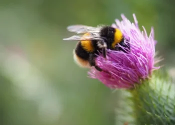 Abelhas são essenciais para a polinização de diversas plantas — Foto: Freepik