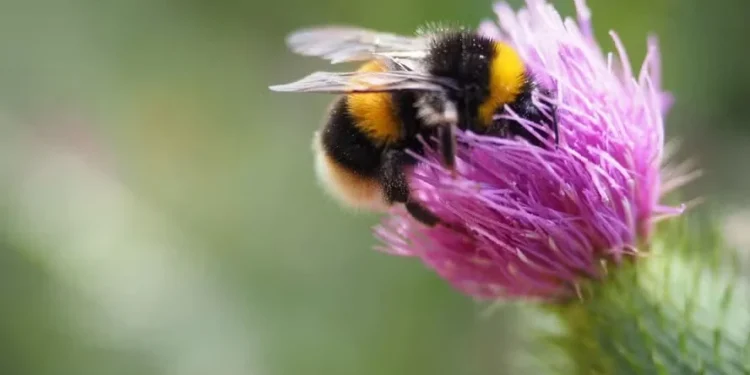 Abelhas são essenciais para a polinização de diversas plantas — Foto: Freepik