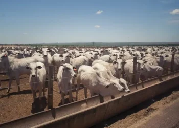 Oferta de bovinos seguiu satisfatória, mas começou a apresentar indícios de recuo — Foto: Wenderson Araujo/CNA