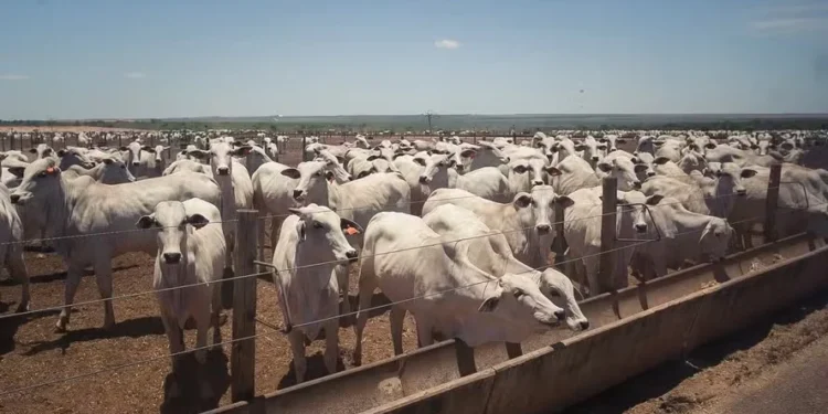 Oferta de bovinos seguiu satisfatória, mas começou a apresentar indícios de recuo — Foto: Wenderson Araujo/CNA