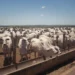 Oferta de bovinos seguiu satisfatória, mas começou a apresentar indícios de recuo — Foto: Wenderson Araujo/CNA