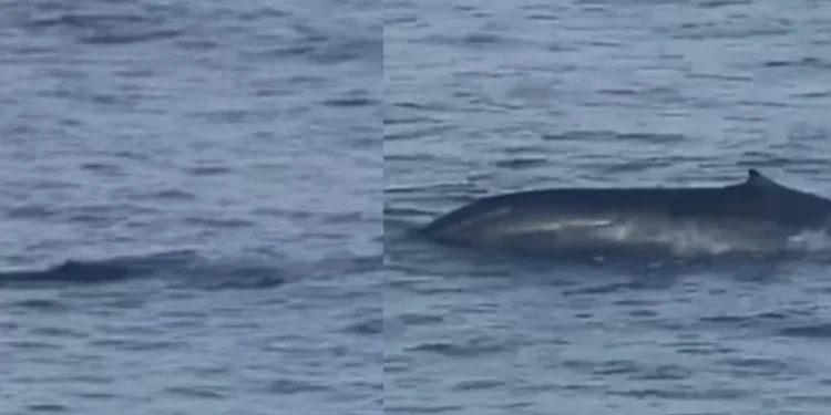 Aparição rara: baleia-azul é avistada em Ilhabela (SP)