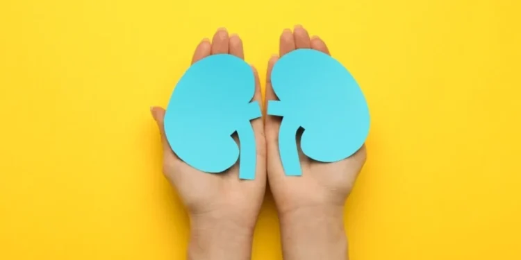 5 curiosidades sobre os rins que talvez você não saiba