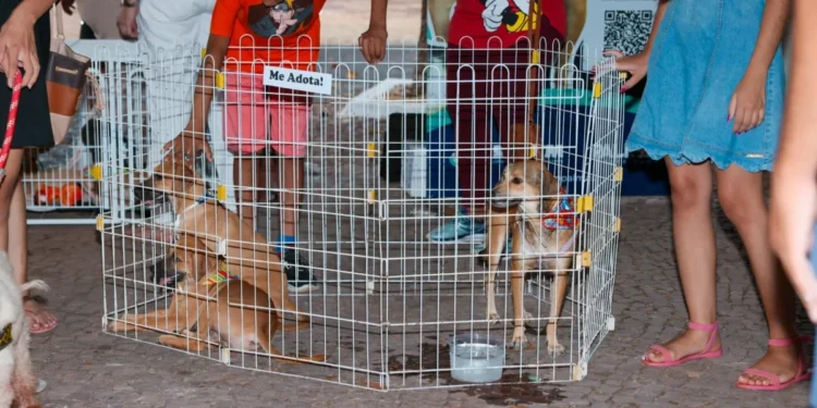 Prefeitura de Palmas realiza nova edição do ArraiAU com cães e gatos prontos para adoção
