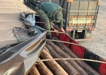 Carga de madeira apreendida durante ação da Polícia Militar Ambiental em Araguatins. - Foto: BPMA / Polícia Militar do Tocantins