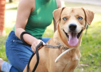 A Secretaria da Saúde reforça a importância da colaboração da população para facilitar o acesso das equipes -

Crédito da foto: Arquivo Semus