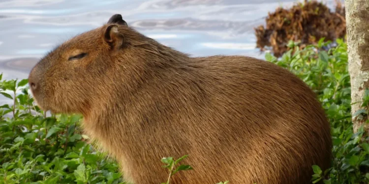 Prefeitura de Palmas realiza ação no Parque Cesamar para conscientizar sobre convívio com animais silvestres