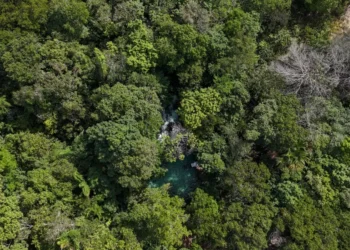 Em evento promovido por órgão de Meio Ambiente da ONU, Governo do Tocantins participa de coletiva com imprensa internacional de cobertura climática