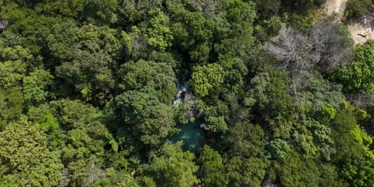 Em evento promovido por órgão de Meio Ambiente da ONU, Governo do Tocantins participa de coletiva com imprensa internacional de cobertura climática