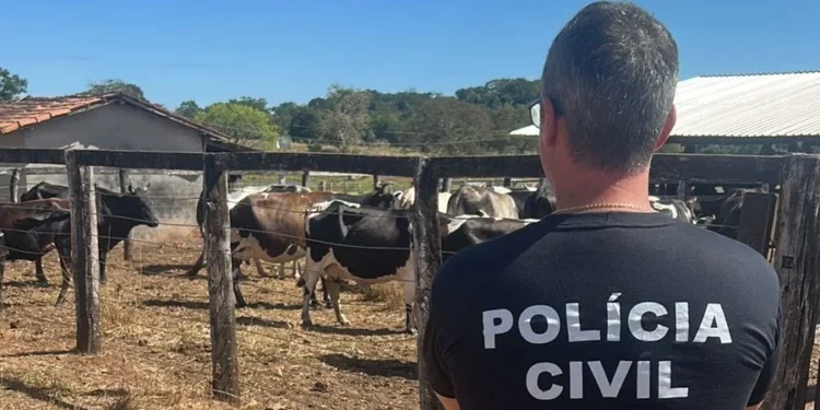 Conflito familiar leva à apreensão de gados pela Polícia Civil em Barrolândia