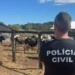 Conflito familiar leva à apreensão de gados pela Polícia Civil em Barrolândia
