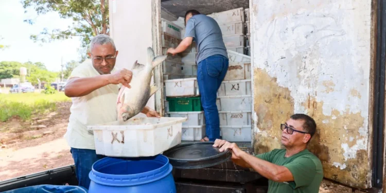 Guarda Metropolitana Ambiental de Palmas apreende aproximadamente cinco toneladas de pescado