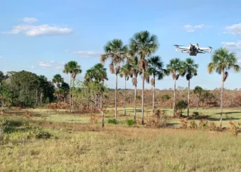 Governo do Tocantins realiza georreferenciamento de campos de capim-dourado do território Krahô
