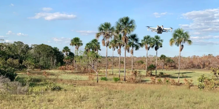 Governo do Tocantins realiza georreferenciamento de campos de capim-dourado do território Krahô