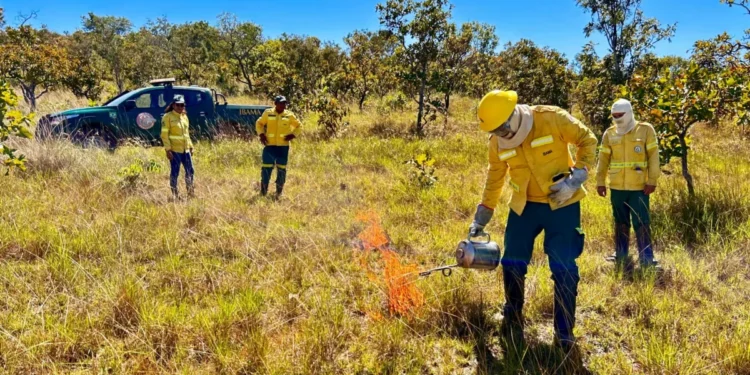Brigada Gavião Fumaça do Naturatins aprimora práticas de Manejo Integrado do Fogo em intercâmbio com o Prevfogo do Ibama