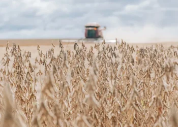 O vazio sanitário é a principal medida para a prevenção e controle da ferrugem asiática, principal praga que ataca a cultura da soja - Keven Lopes/Governo do Tocantins
